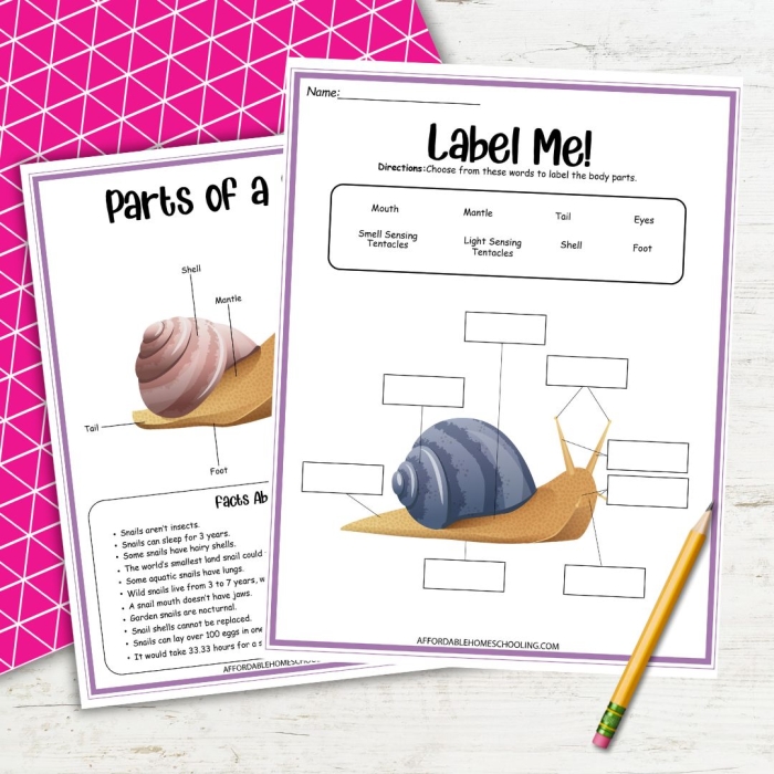 Snail themed division practice worksheet for third grade math students 09 Third grade math worksheet featuring division problems with a cute snail character