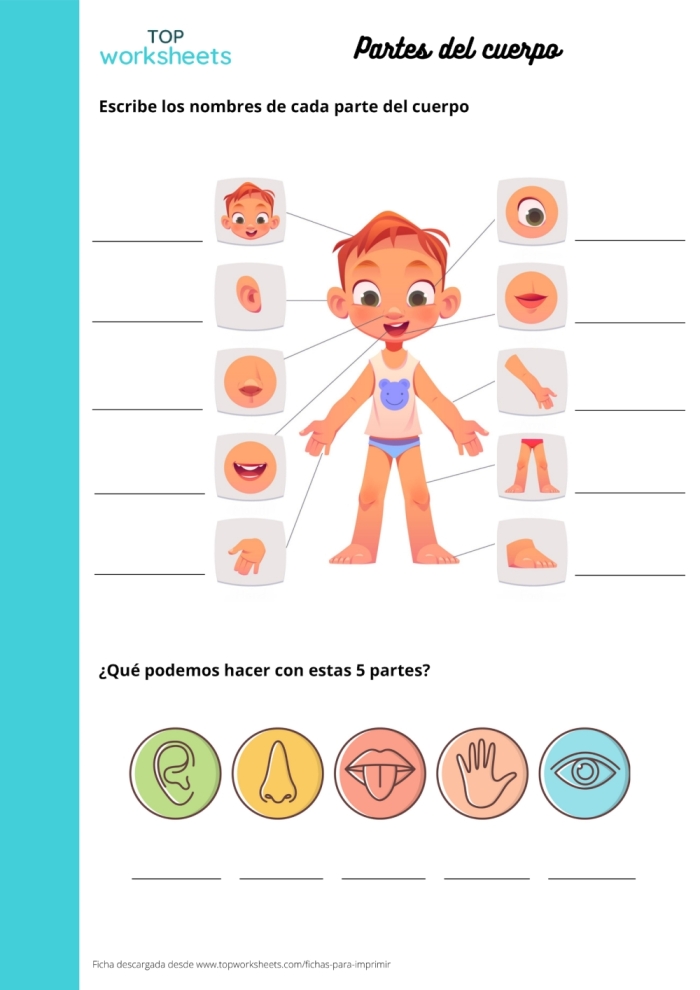 Partes del Cuerpo Spanish vocabulary exercise for fourth grade students 6 Fourth grade Spanish worksheet for learning and spelling basic human body parts