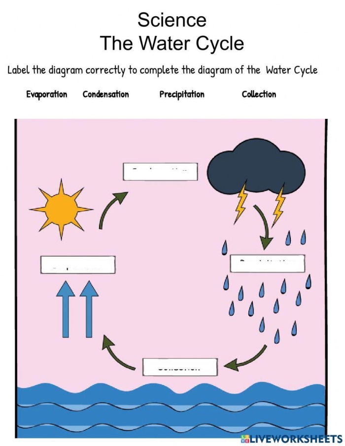 First grade worksheet featuring a cut and paste activity to label the water cycle stages