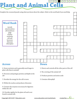 Third grade student working on a plant and animal cell crossword puzzle worksheet