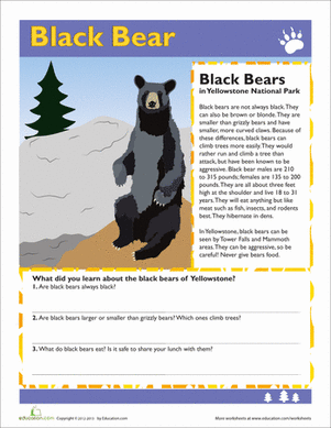 Black Bear worksheet highlighting key facts about Yellowstone National Park's black bears