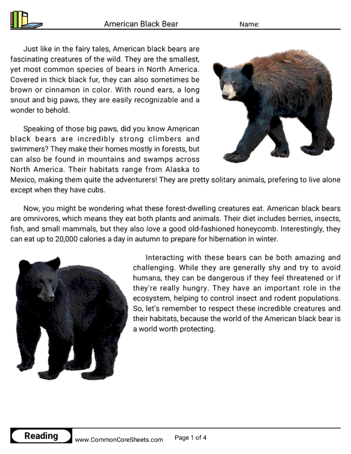 Black Bear worksheet for third graders exploring Yellowstone National Park's wildlife