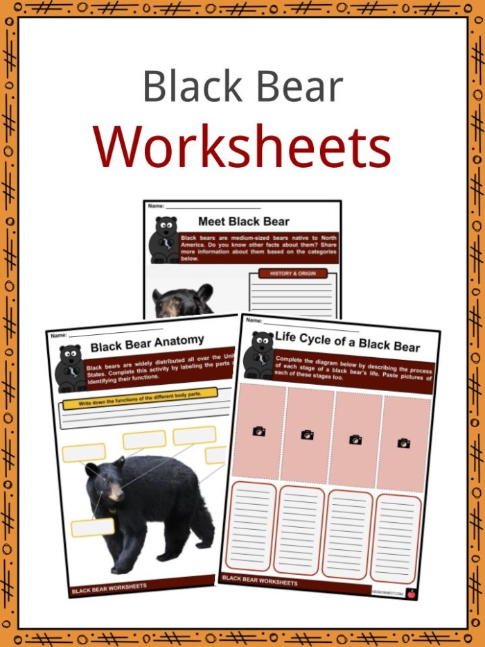 Black Bear worksheet for third graders exploring Yellowstone National Park