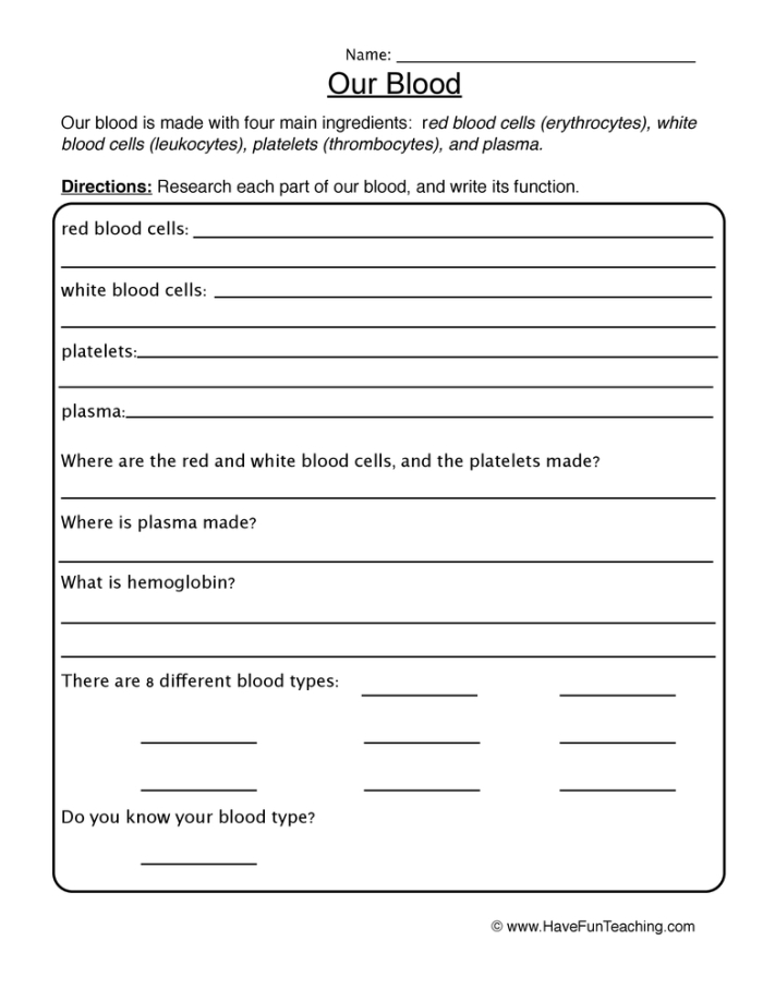 Illustration of the components of blood for a fourth-grade life science worksheet