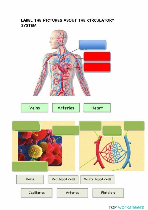 Fourth grade life science worksheet explaining the components of human blood