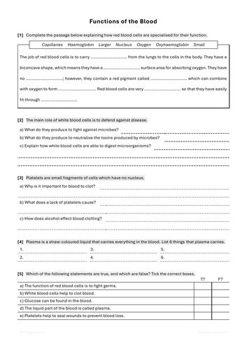 Fourth grade circulatory system worksheet showing the three main components of human blood