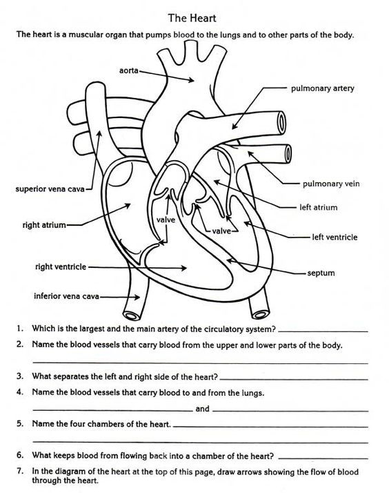 Diagram illustrating blood flow through the heart for a fifth-grade worksheet