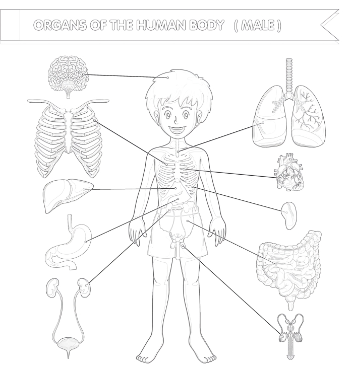 Body Outline worksheet for fifth graders exploring human anatomy and systems