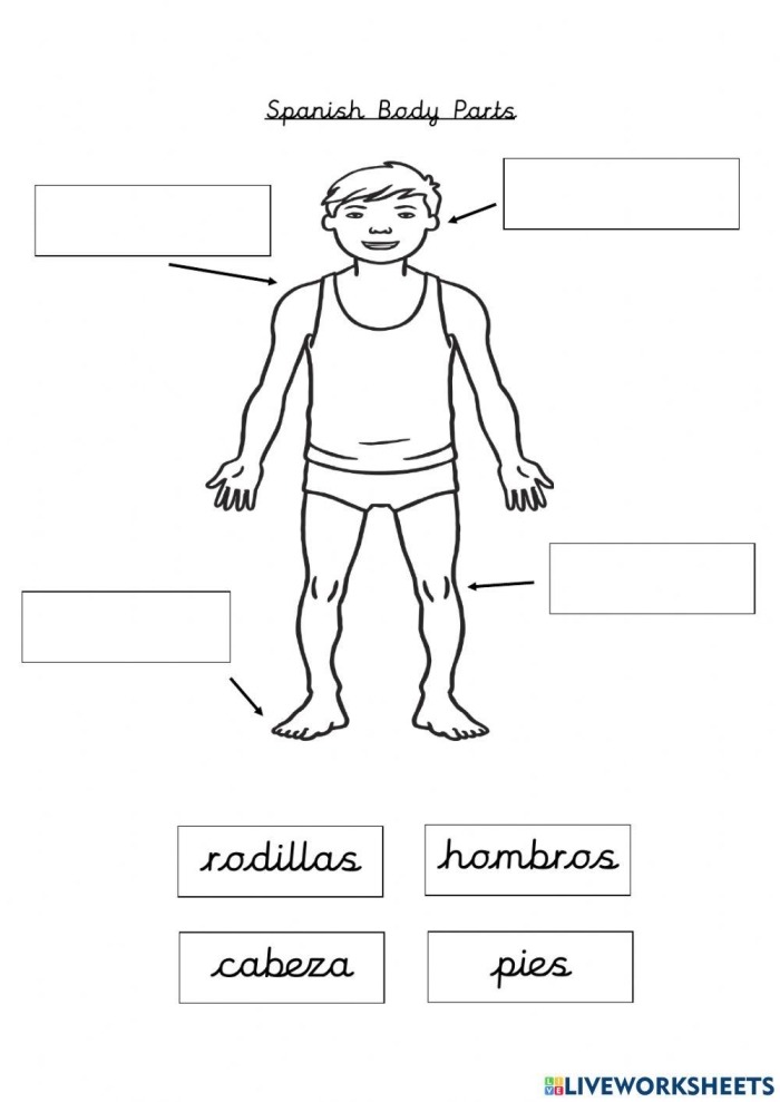 Worksheet on body parts in Spanish for students to complete and learn Fill-in-the-blanks worksheet for learning body parts in Spanish for fourth graders