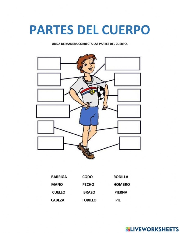 Partes del Cuerpo Learning Activity for Elementary Spanish Students Fourth grade Spanish worksheet showing labeled body parts with exercises to practice spelling and pronunciation of partes del cuerpo