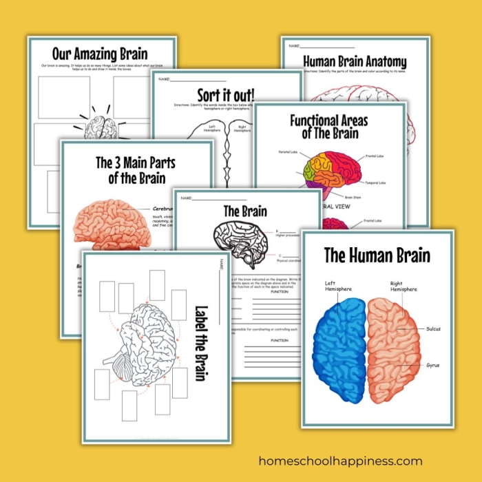 Explore the functions and structures of the brain with this informative worksheet An educational worksheet featuring the anatomy of the brain for fifth graders