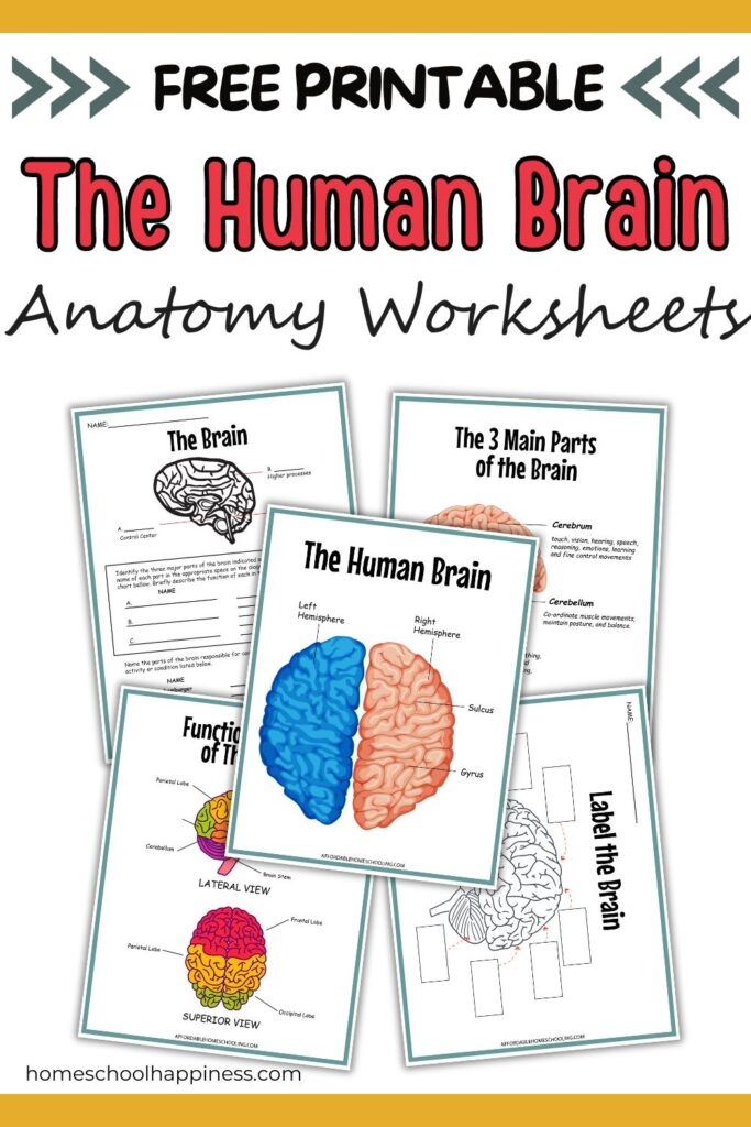 Engaging educational resource on brain structure and its mysteries for young learners. Detailed brain anatomy worksheet for fifth graders to explore brain functions.