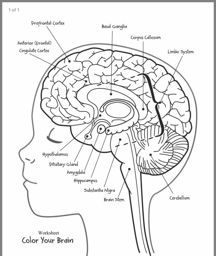Engaging brain anatomy worksheet for students to understand how the brain works Brain anatomy worksheet designed for fifth graders to explore brain functions