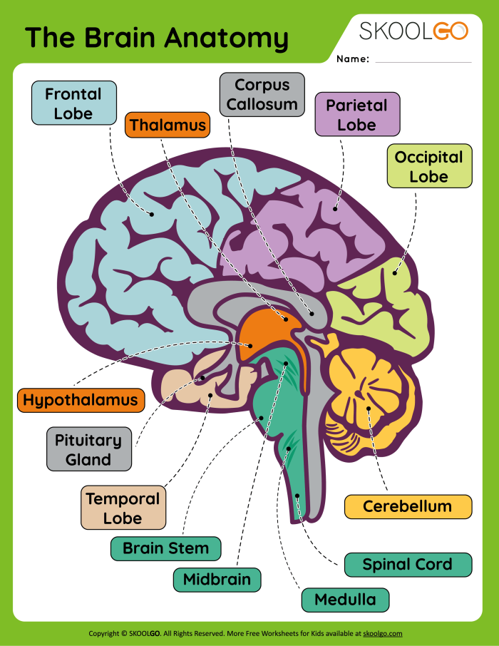 Illustration of brain structure and activities for educational purposes Brain anatomy worksheet for fifth graders exploring brain functions