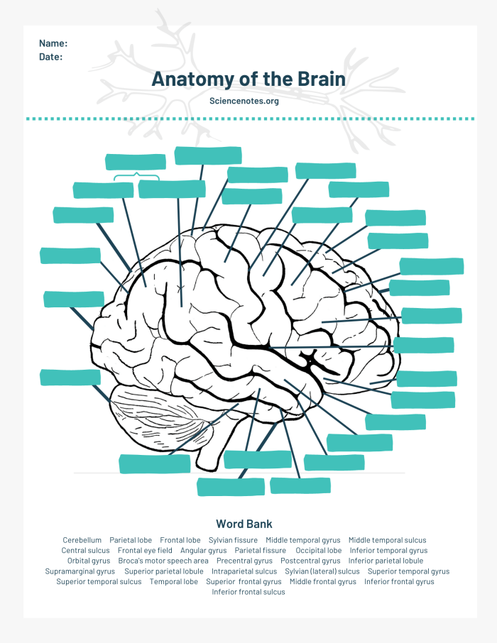 Reading worksheet for Fifth Grade Detailed illustration of brain anatomy for educational use in fifth grade. Engaging brain anatomy worksheet to enhance reading skills.