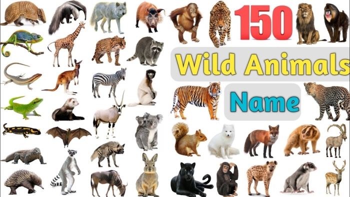 Build a Bar Graph: Favorite Wild Animals worksheet for grade two students Worksheet showing a bar graph for second graders to analyze their favorite wild animals