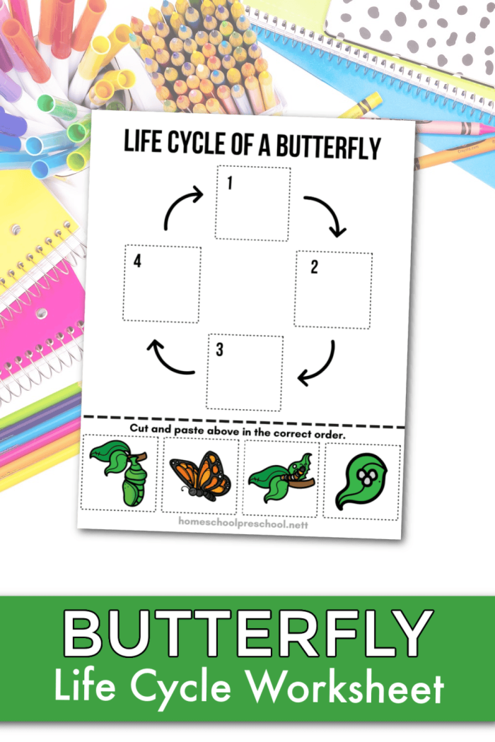 Second grade students learning about the four stages of a butterfly life cycle through an algebra worksheet