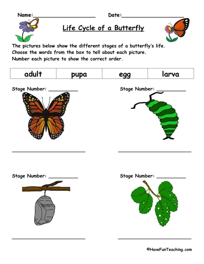 Second grade science worksheet illustrating the four distinct stages of a butterfly life cycle