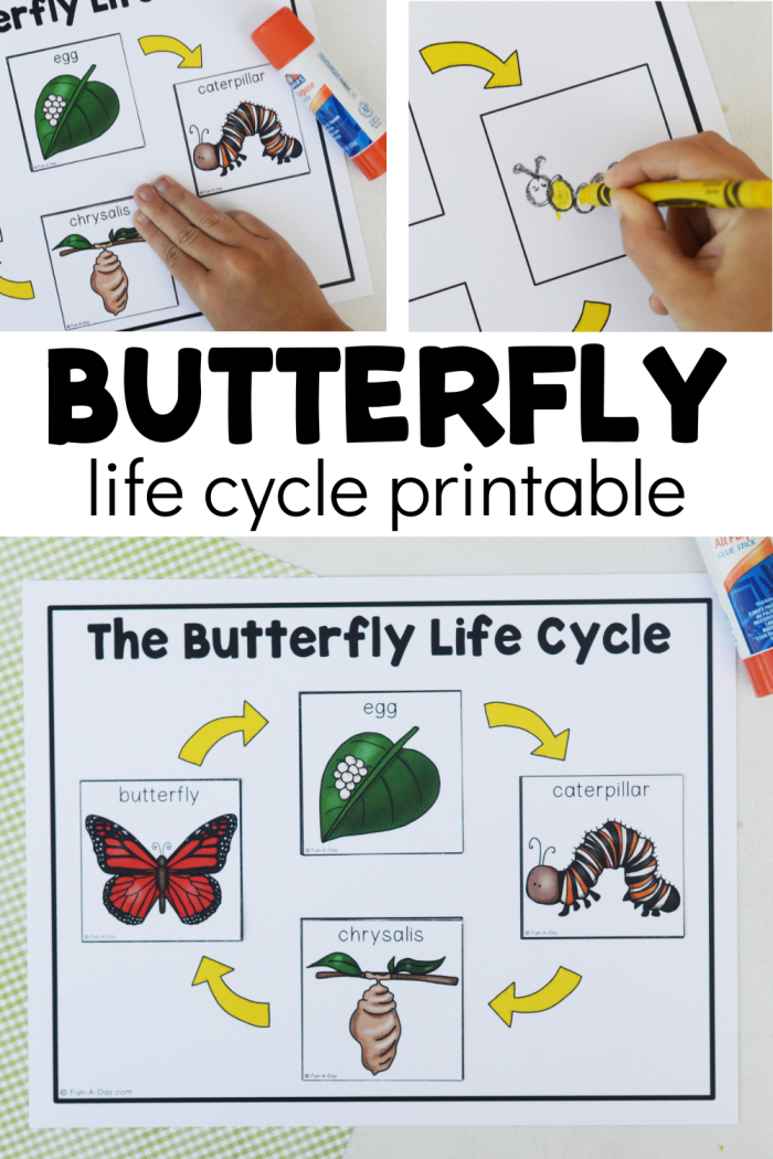 A colorful diagram showing the four stages of a butterfly's life cycle with blank spaces for first graders to color in each phase