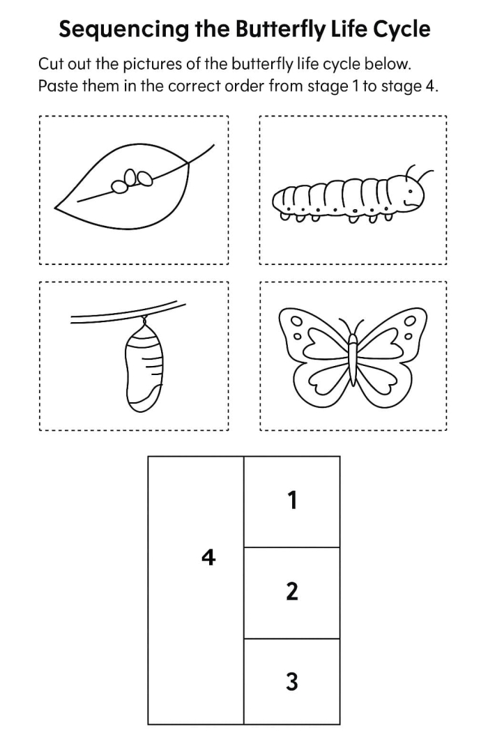 First grade student coloring a life cycle of a butterfly worksheet with four distinct stages