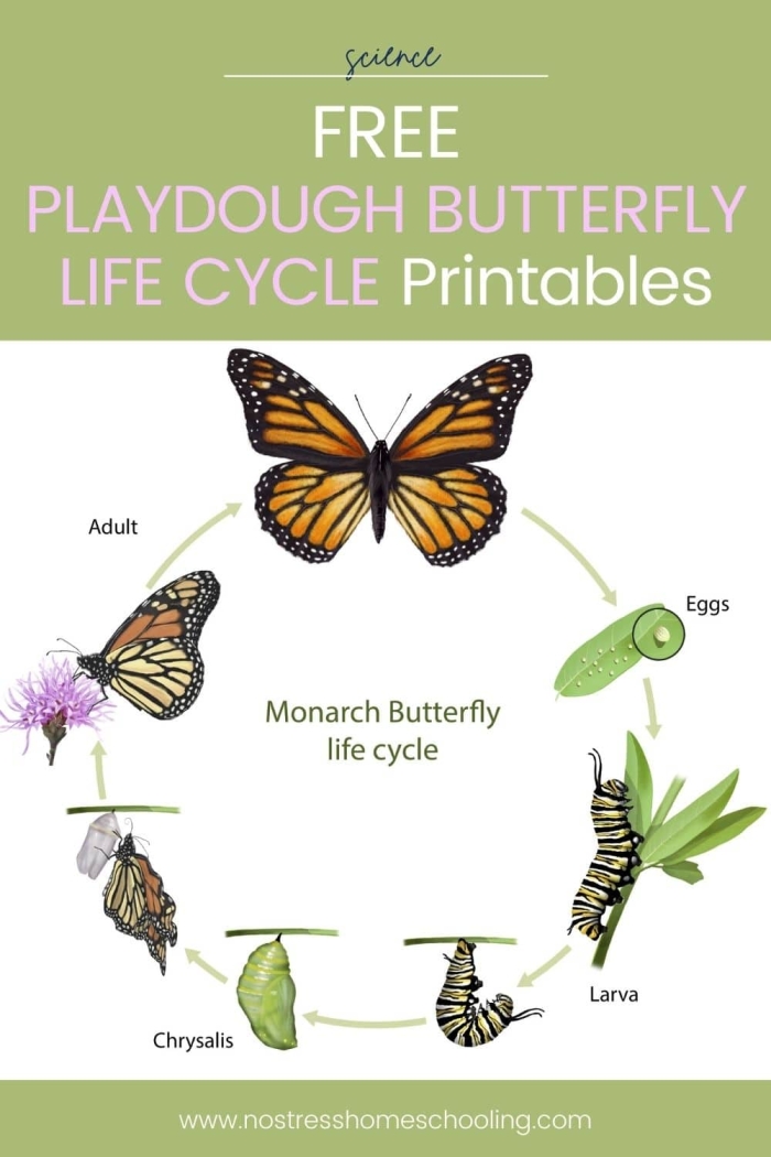 First grade butterfly life cycle coloring worksheet showing the four stages from egg to adult butterfly