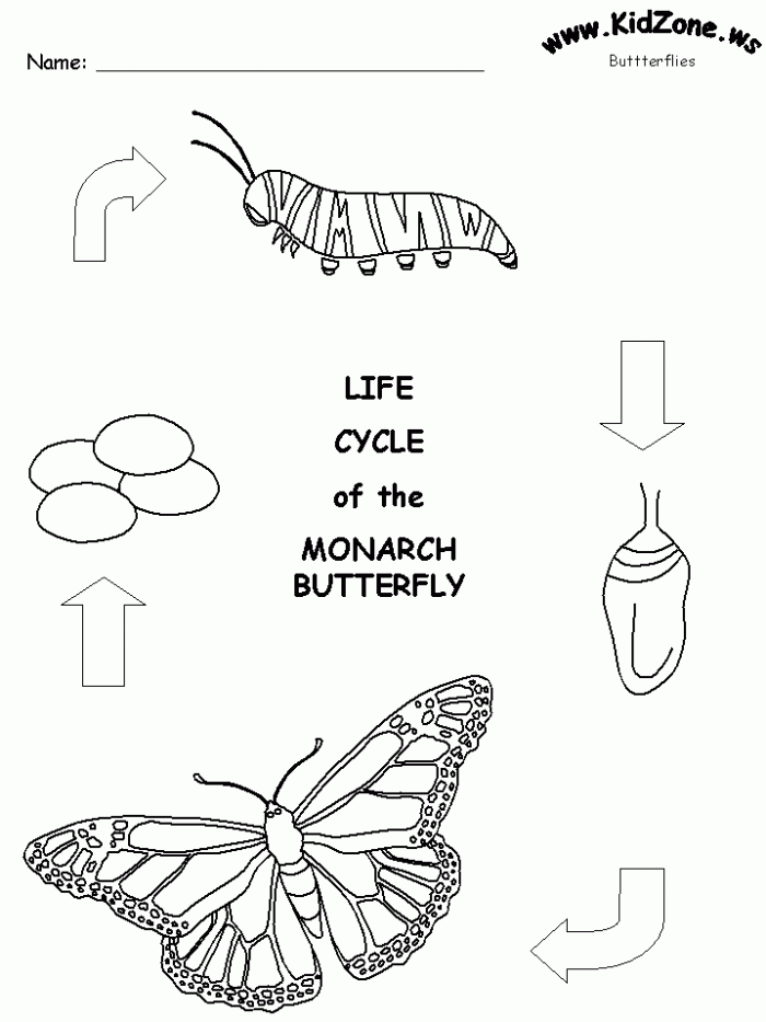 First grade students coloring the four stages of a butterfly life cycle on an educational worksheet