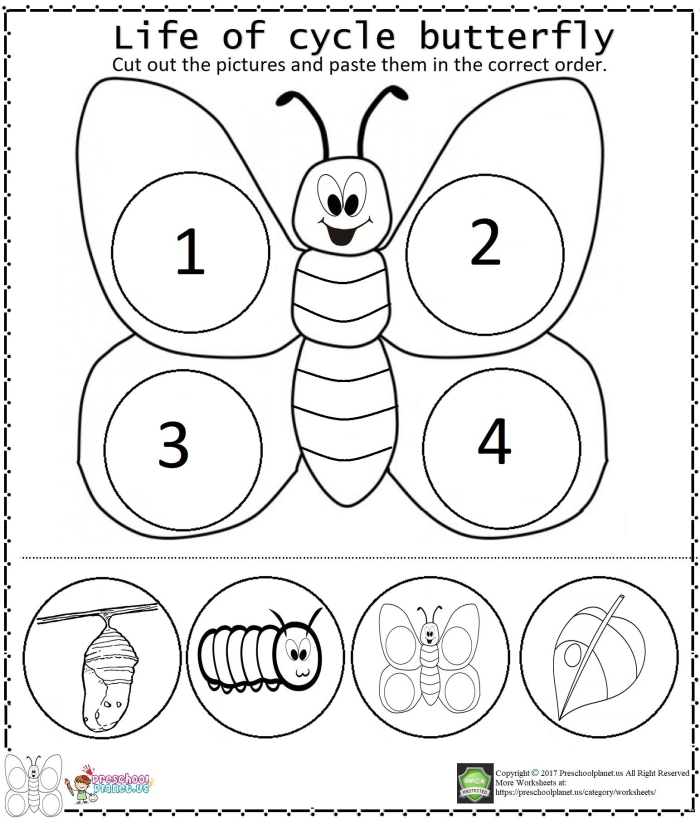 First grade student worksheet for coloring the four stages of a butterfly life cycle