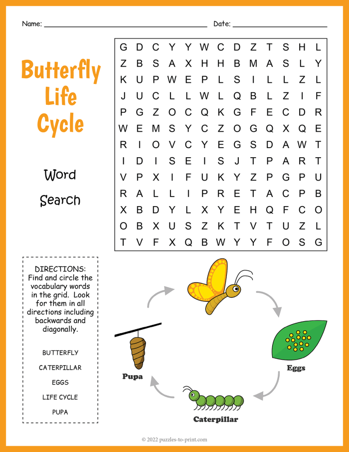 A first grader colors the four stages of a butterfly's life cycle including egg, caterpillar, chrysalis, and butterfly on a worksheet