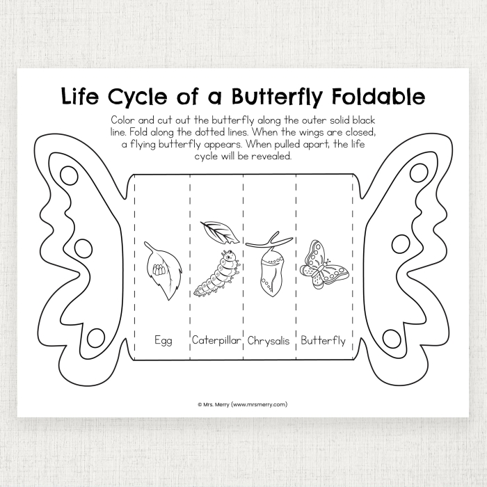 First grade student coloring the four developmental stages of a butterfly life cycle worksheet