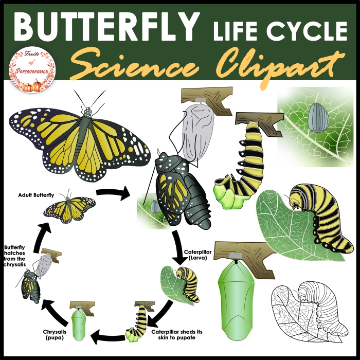 First grade worksheet featuring a butterfly life cycle diagram for students to color and label