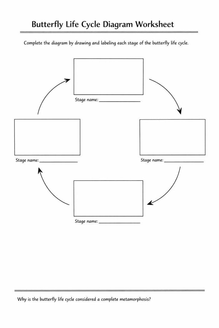 Colorful illustration of the butterfly life cycle stages for a second-grade worksheet
