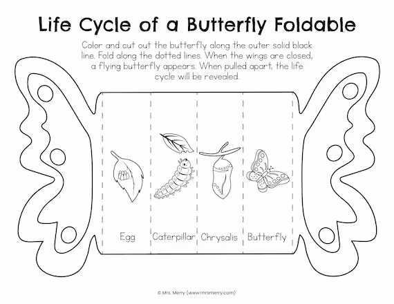 Detailed illustration of the butterfly life cycle stages for a second-grade worksheet
