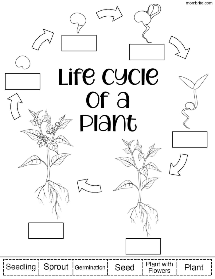Second grade worksheet illustrating the four distinct stages of the butterfly life cycle for algebra practice