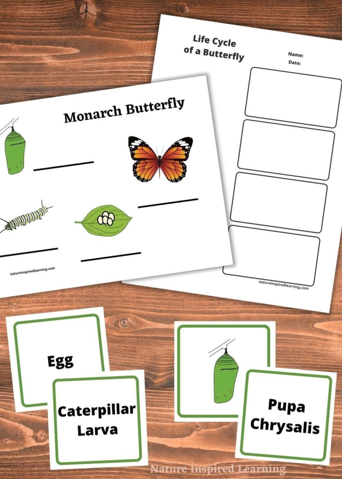 Second grade science worksheet illustrating the four developmental stages of a butterfly life cycle