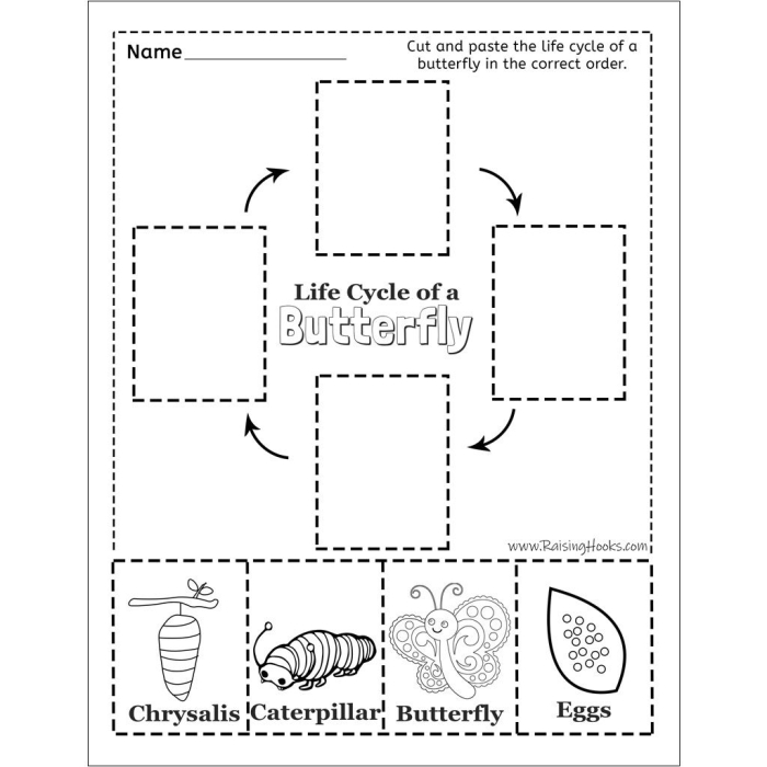 Illustration of the four stages in the life cycle of a butterfly for a second-grade worksheet