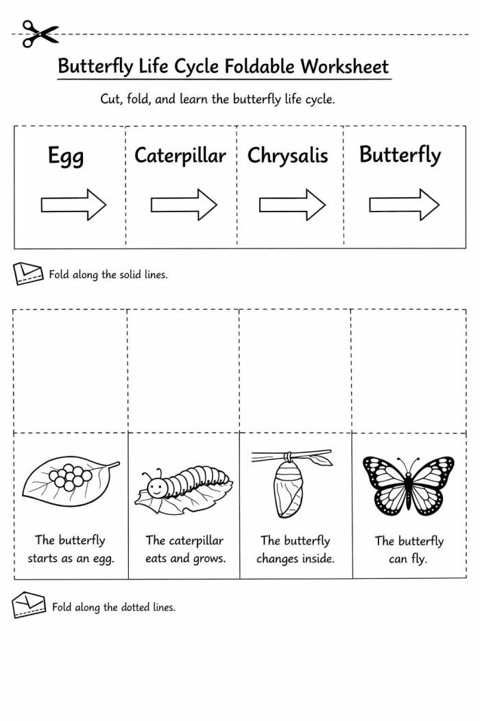 Illustration depicting the four stages of a butterfly's life cycle for a second-grade worksheet
