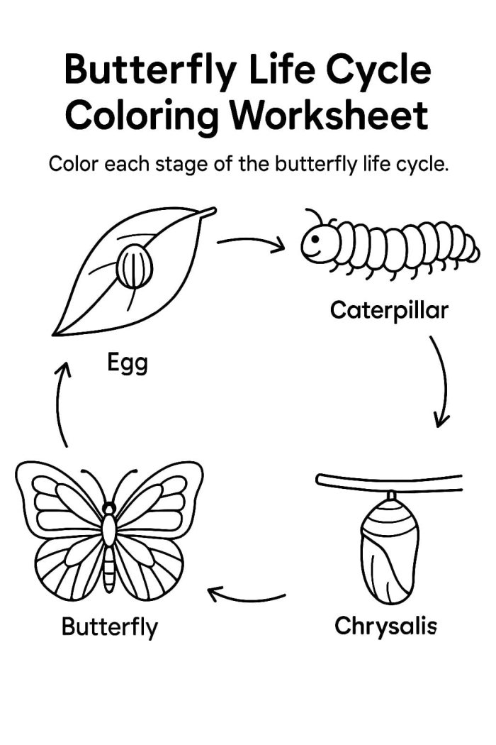 Second grade science worksheet illustrating the four distinct stages of the butterfly life cycle