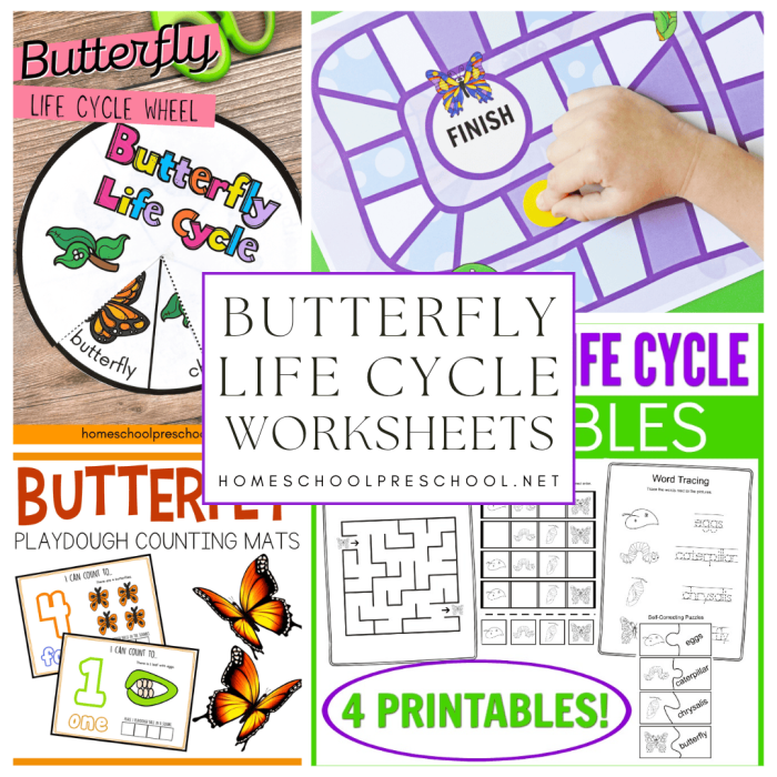 Illustration of the four stages of a butterfly's life cycle for a worksheet
