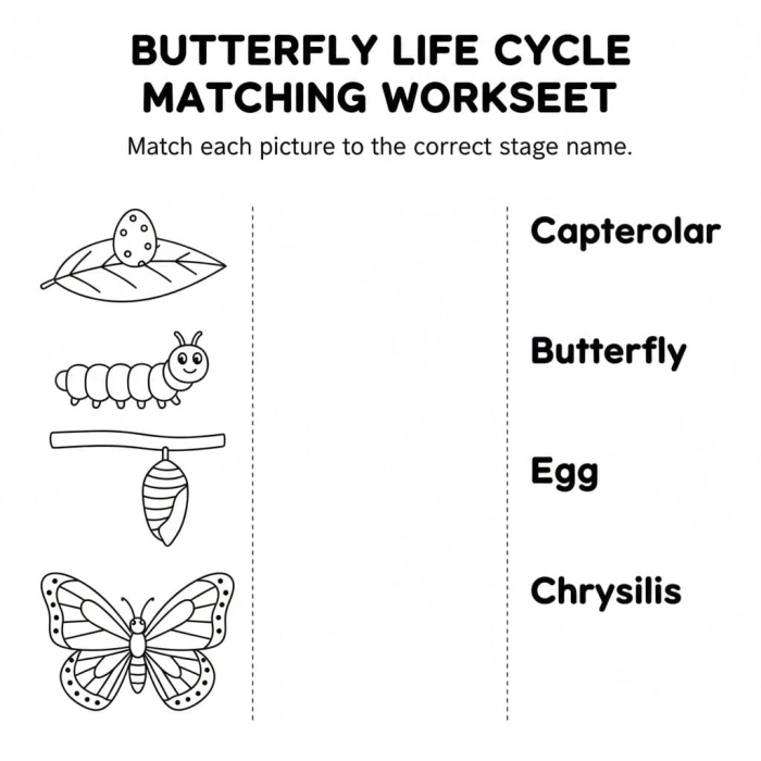 Second grade worksheet showing the four developmental stages in the life cycle of a butterfly
