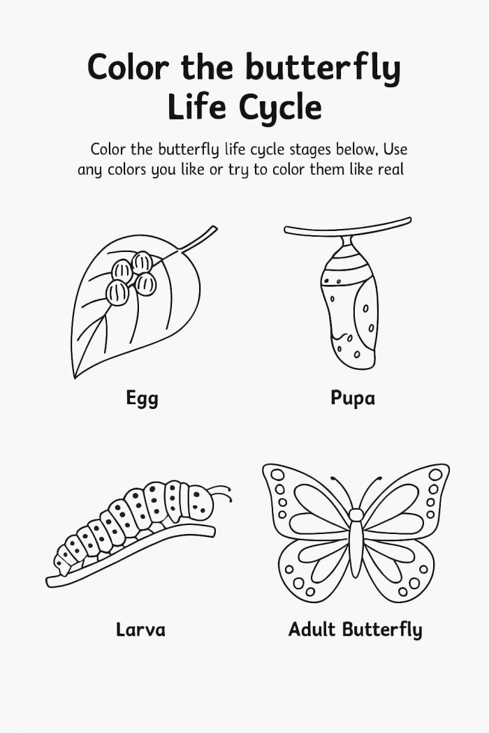 Second grade students coloring and labeling the four stages of a butterfly life cycle worksheet