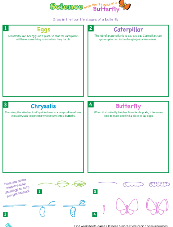 Butterflies worksheet: Summary activity for third grade students Interactive worksheet for summarizing butterfly life cycle vocabulary for third graders