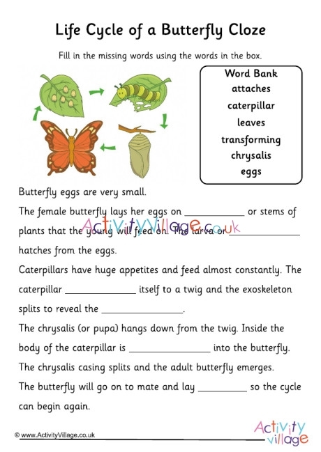 Color the Life Cycle: Butterfly worksheet for First Grade
