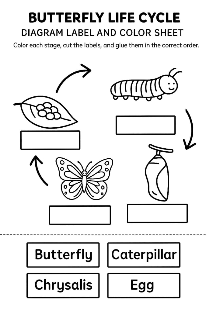 First grade student coloring worksheet showing the four stages of butterfly metamorphosis with labels for egg, caterpillar, chrysalis, and adult butterfly in a circular diagram