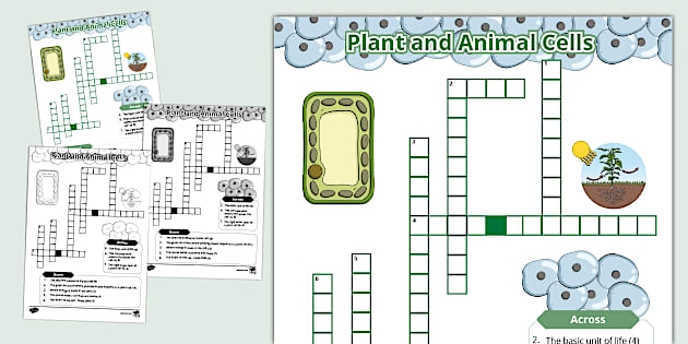 Third grade student completing a plant and animal cell vocabulary crossword puzzle worksheet