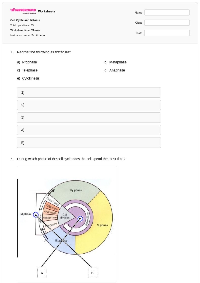 Diagram showing the four stages of cell division during mitosis with labeled phases and chromosomes