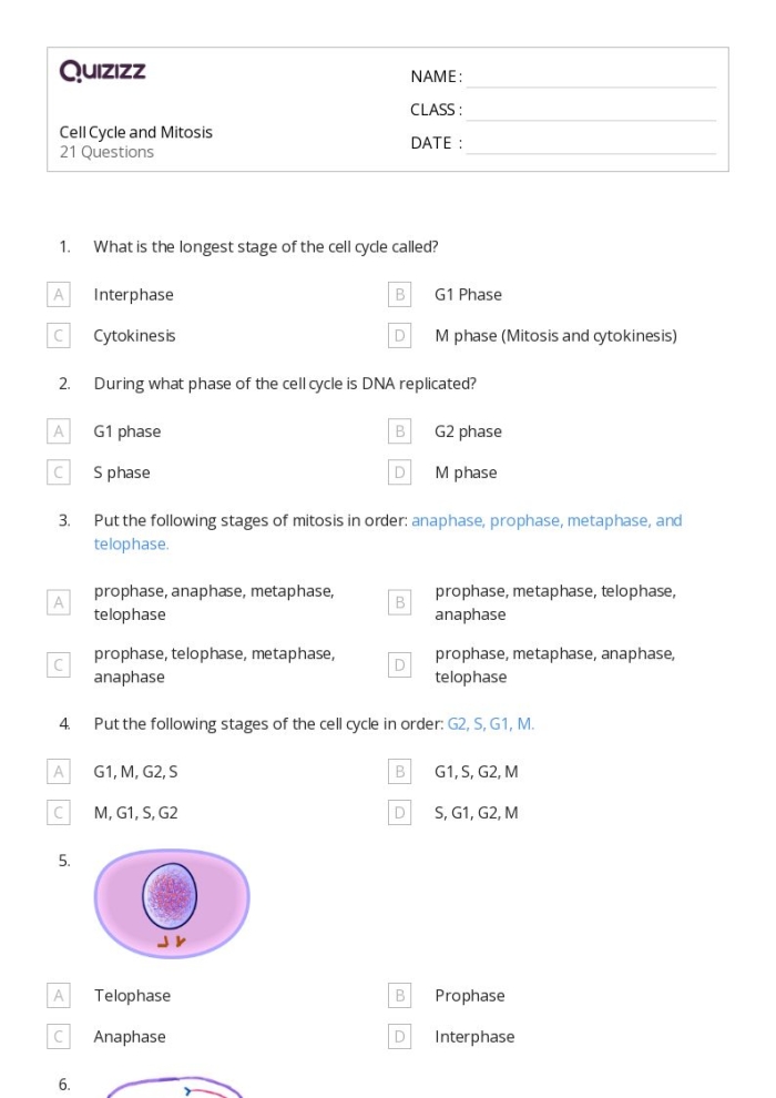 Sixth grade science worksheet illustrating the sequential stages of the cell cycle and mitosis process