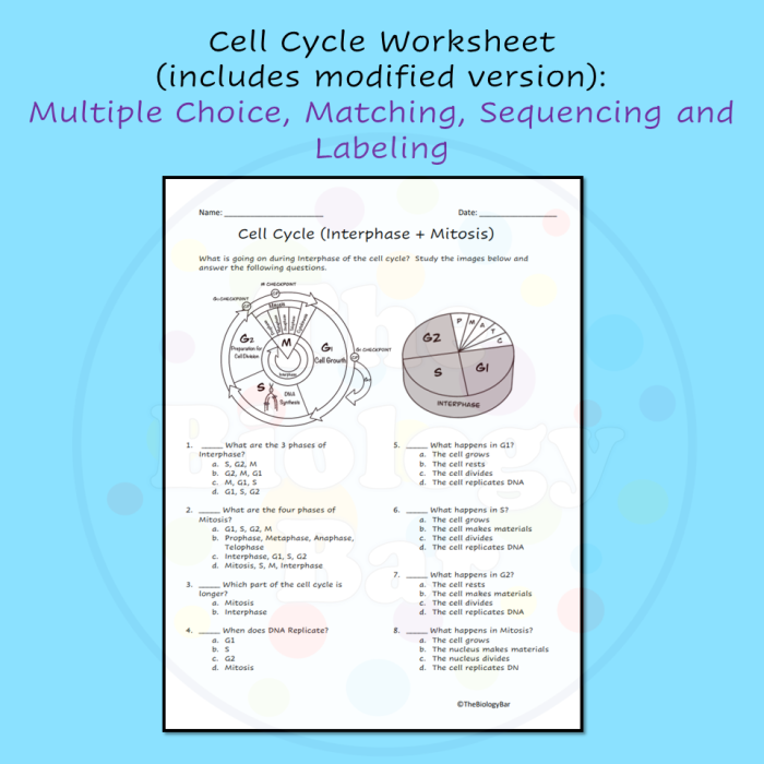 The Cell Cycle: Mitosis Matching Worksheet for Grade 6 Science Sixth grade student completing a cell cycle and mitosis matching worksheet activity