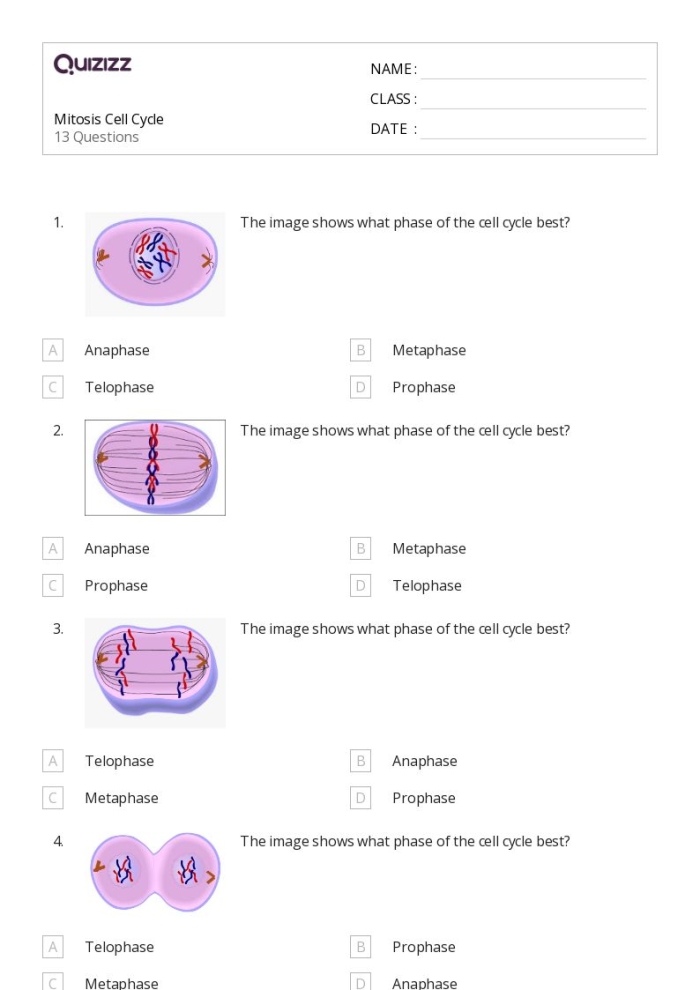 The Cell Cycle: Mitosis Matching Worksheet for Grade 6 Science Sixth grade student completing a cell cycle and mitosis matching worksheet activity