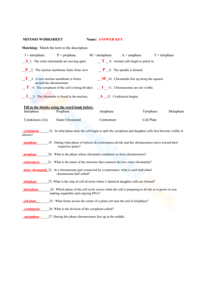 Cell Cycle Mitosis Matching Worksheet 5 Sixth grade students completing a cell cycle mitosis matching exercise on a worksheet