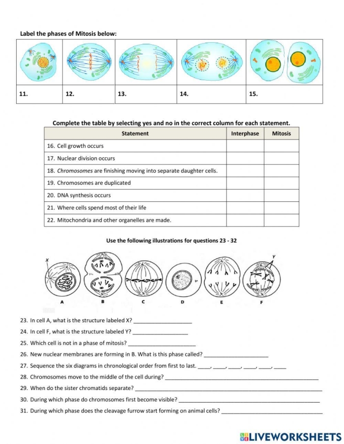 Sixth grade science worksheet illustrating the sequential stages of the cell cycle and mitosis